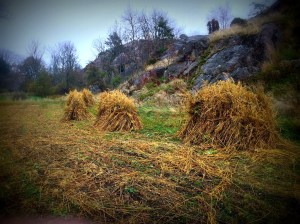 20151101_113404347_iOS