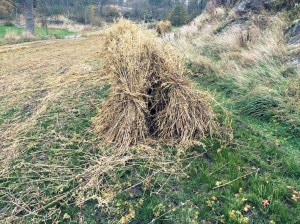 20151101_114420416_iOS