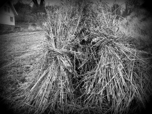 20151101_114446055_iOS