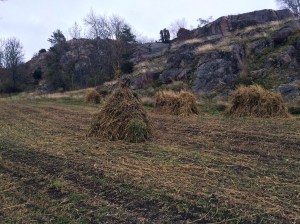 20151101_134724068_iOS