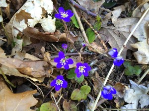 20160319_144054730_iOS