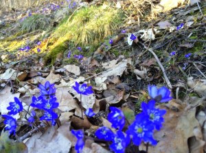 20160319_144119943_iOS