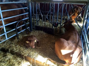 20160320_105117225_iOS