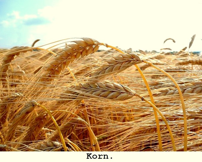 20160329_sadesslagen_korn