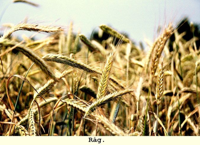 Rågfält, närbild