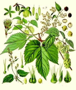 2016-04-22 - Humulus