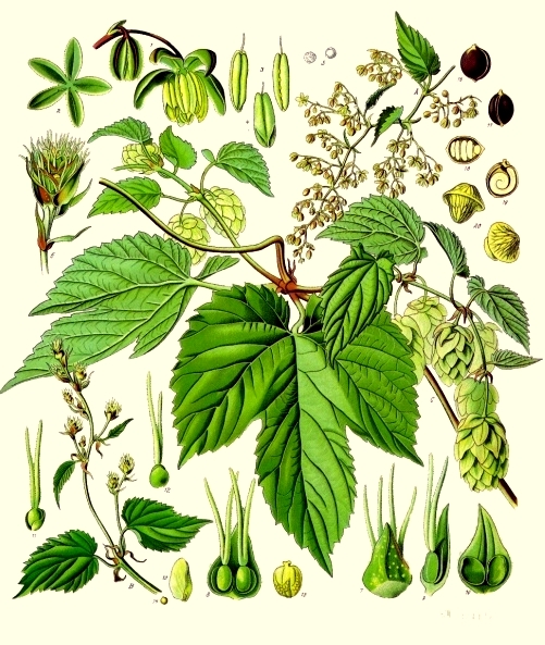 2016-04-22 - Humulus