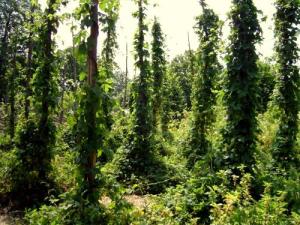 2016-04-22 - Humulus_003