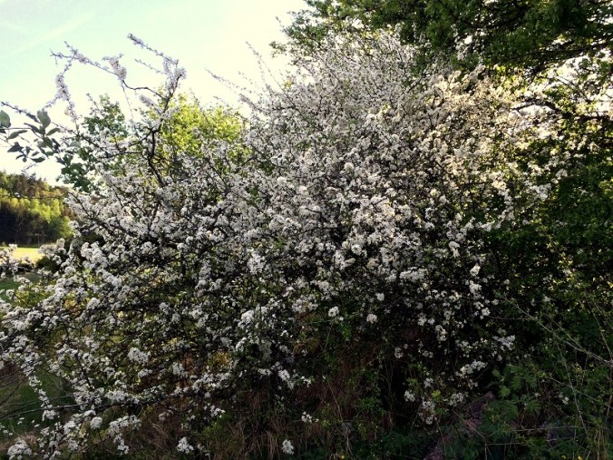 20160513_163856505_iOS