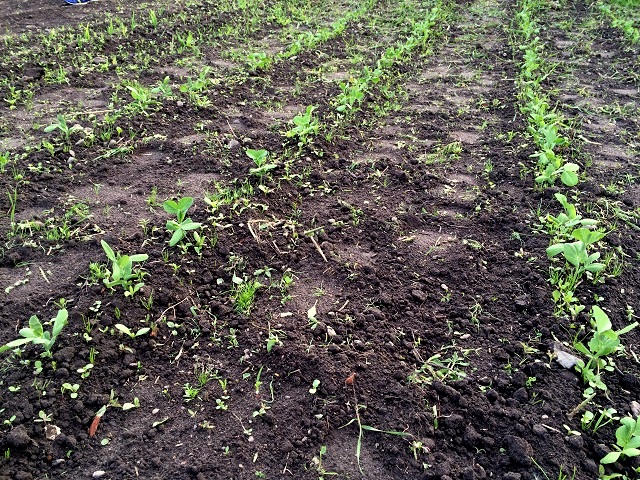 20160522_174456817_iOS