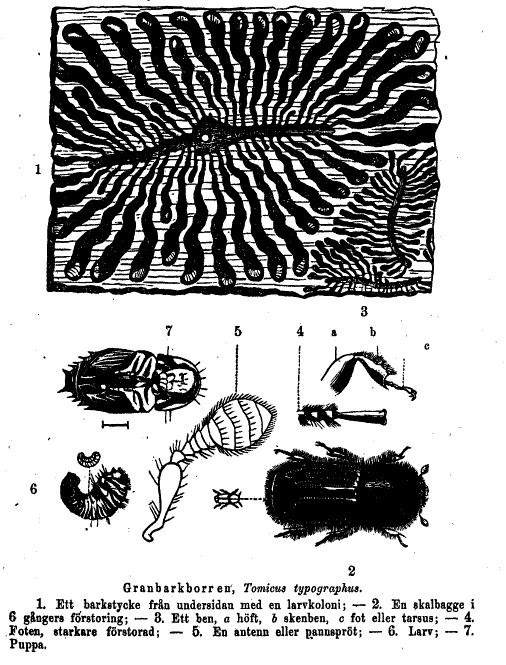 20160628-barkborren001