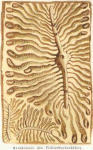 20160628-barkborren003