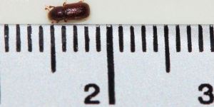 20160628-barkborren005