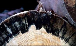 20160628-barkborren009