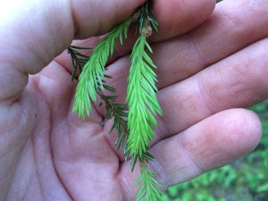 Sida_Recept_Granskott_006