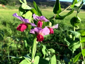 20160704_173826157_iOS