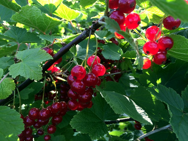 20160704_174121116_iOS