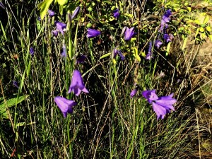 20160706_165847367_iOS