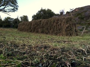 20160909_174330487_ios