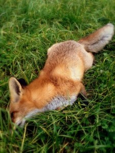 20161010_064836641_ios