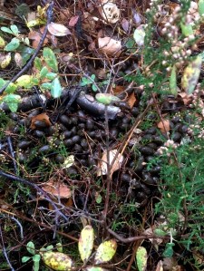 20161010_074218345_ios