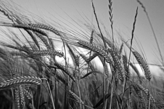 sida_bondepraktikan-september-korn