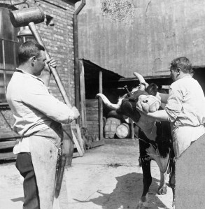 sida_bondepraktikan-oktober-slakt001