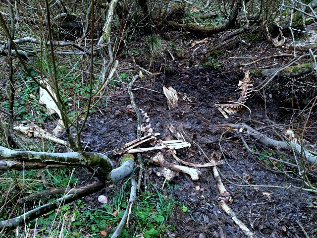 20161203_123200303_ios