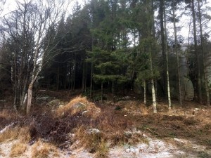 20170114_112424195_ios