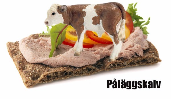 sida_bondepraktikan-januari-palaggskalv