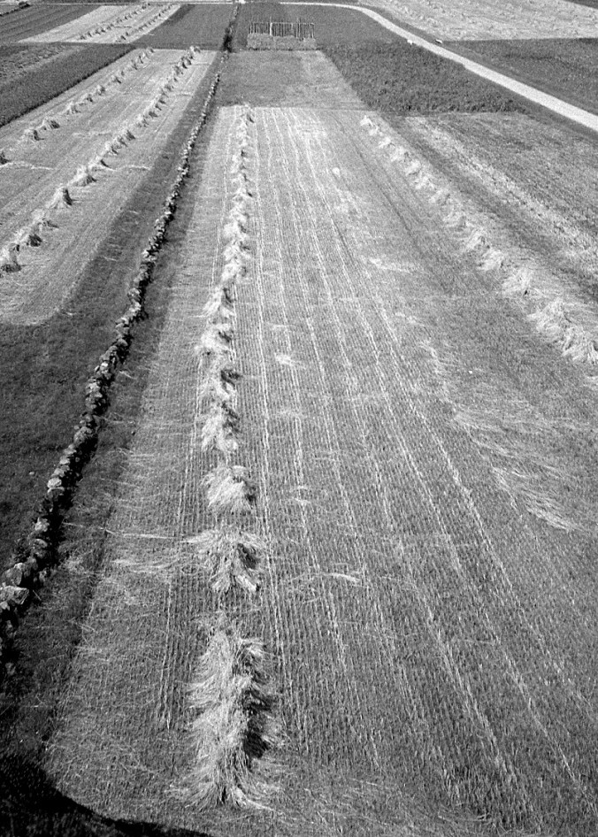 sida-ga-tolleby-sommar-i-tolleby-1940-005